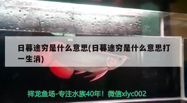 日暮途窮是什么意思(日暮途窮是什么意思打一生消) 觀賞魚 第2張