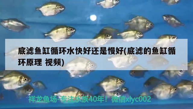 底濾魚缸循環(huán)水快好還是慢好(底濾的魚缸循環(huán)原理視頻) 廣州水族批發(fā)市場