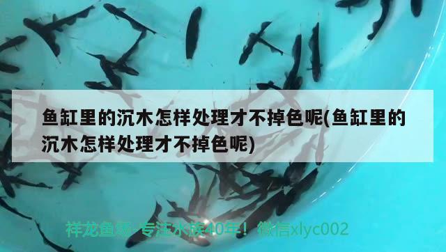 魚缸里的沉木怎樣處理才不掉色呢(魚缸里的沉木怎樣處理才不掉色呢)