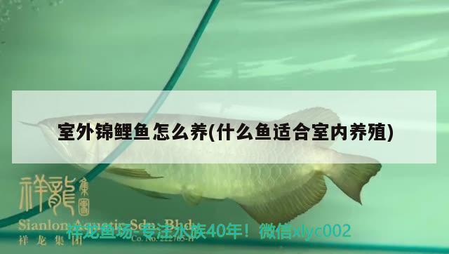 室外錦鯉魚怎么養(yǎng)(什么魚適合室內(nèi)養(yǎng)殖) 觀賞魚