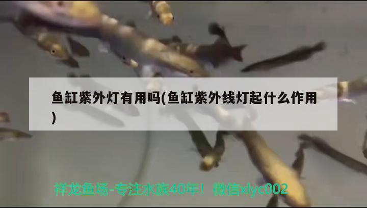 魚缸紫外燈有用嗎(魚缸紫外線燈起什么作用) 稀有紅龍品種