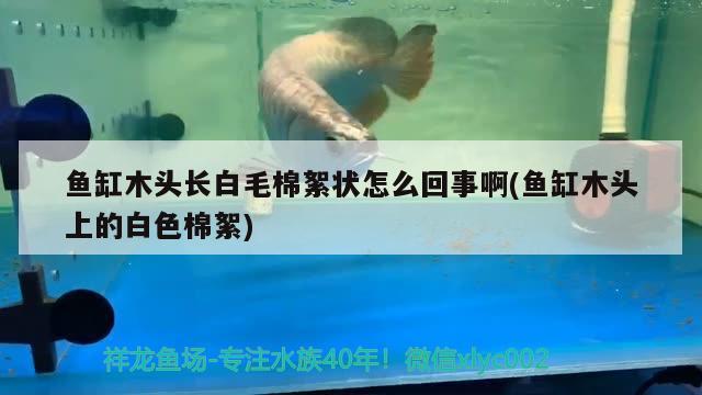 魚缸木頭長白毛棉絮狀怎么回事啊(魚缸木頭上的白色棉絮)