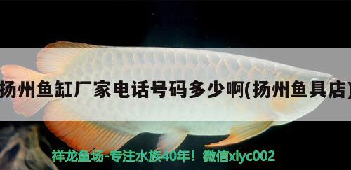 揚(yáng)州魚(yú)缸廠家電話號(hào)碼多少啊(揚(yáng)州魚(yú)具店)