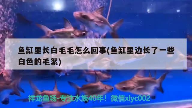 魚缸里長白毛毛怎么回事(魚缸里邊長了一些白色的毛絮)