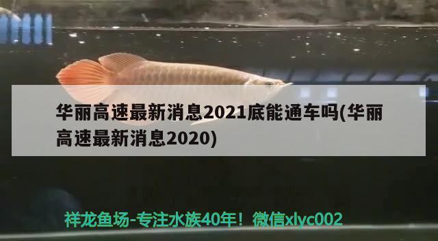 華麗高速最新消息2021底能通車嗎(華麗高速最新消息2020) 觀賞魚