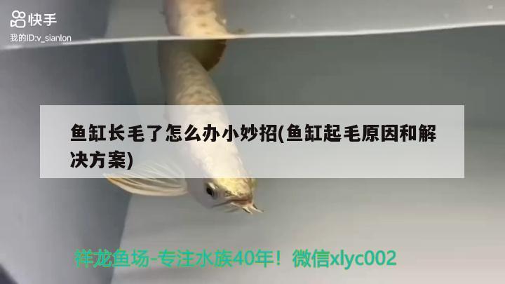 魚缸長毛了怎么辦小妙招(魚缸起毛原因和解決方案)