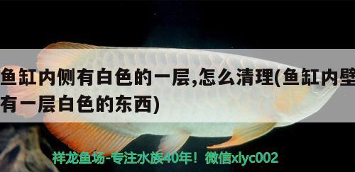 魚(yú)缸內(nèi)側(cè)有白色的一層,怎么清理(魚(yú)缸內(nèi)壁有一層白色的東西) 野生地圖魚(yú)