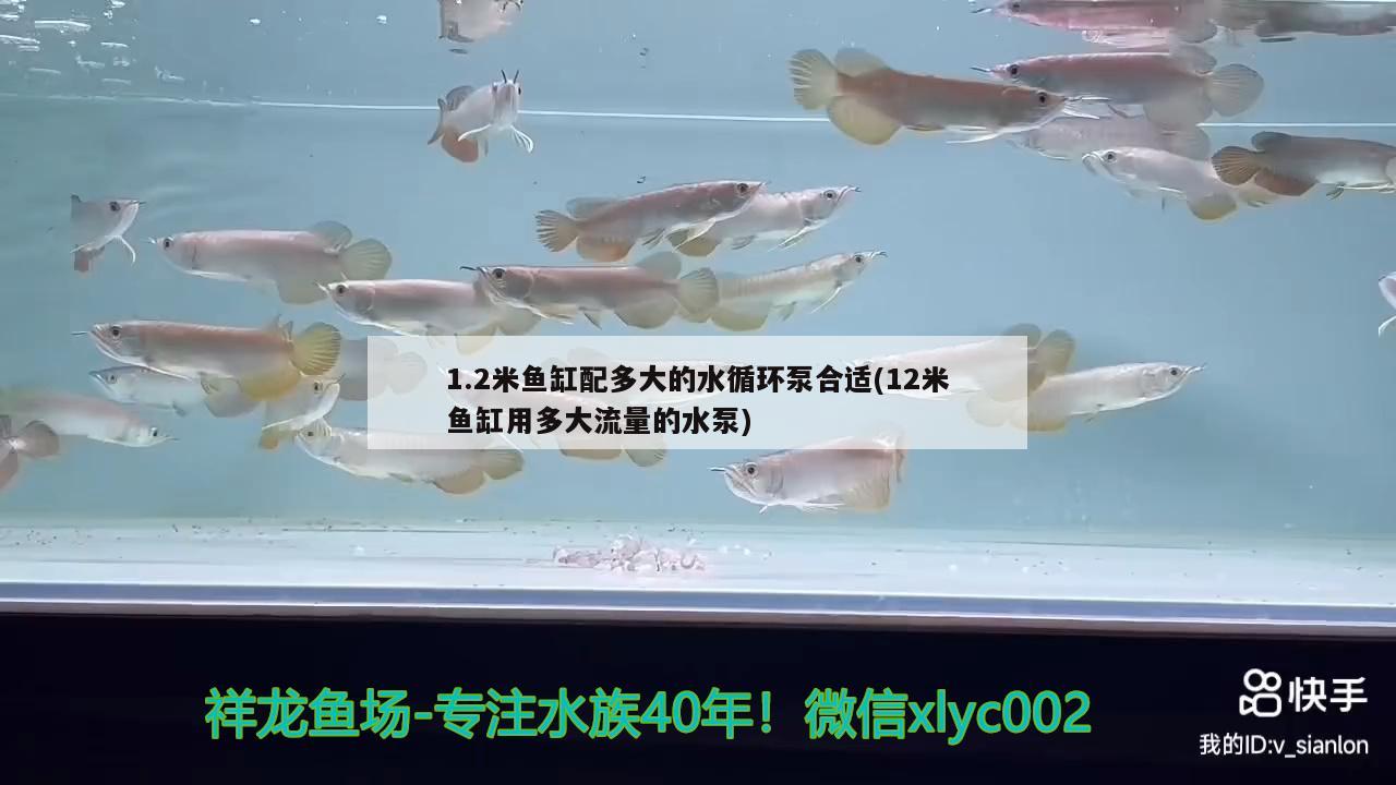 1.2米魚缸配多大的水循環(huán)泵合適(12米魚缸用多大流量的水泵) 魚缸風(fēng)水