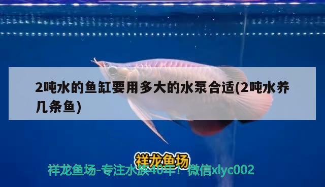 2噸水的魚缸要用多大的水泵合適(2噸水養(yǎng)幾條魚) 七紋巨鯉魚