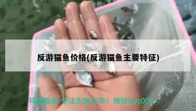 反游貓魚價(jià)格(反游貓魚主要特征) 觀賞魚