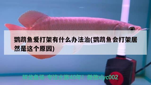 鸚鵡魚愛打架有什么辦法治(鸚鵡魚會打架居然是這個原因) 鸚鵡魚