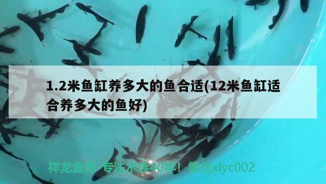 1.2米魚缸養(yǎng)多大的魚合適(12米魚缸適合養(yǎng)多大的魚好)