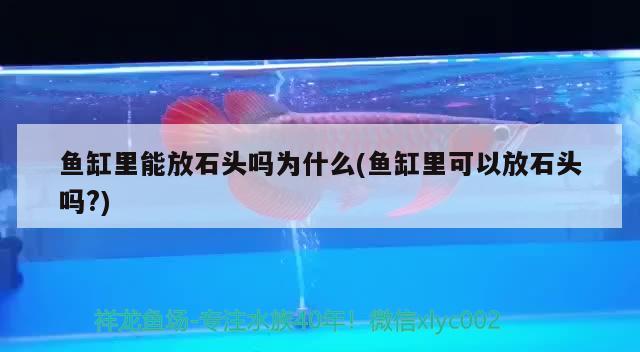 魚(yú)缸里能放石頭嗎為什么(魚(yú)缸里可以放石頭嗎?)