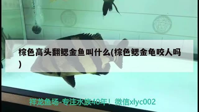 棕色高頭翻鰓金魚(yú)叫什么(棕色鰓金龜咬人嗎) 烏龜