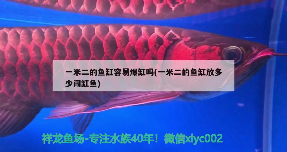 一米二的魚缸容易爆缸嗎(一米二的魚缸放多少闖缸魚)