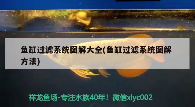 魚缸過濾系統圖解大全(魚缸過濾系統圖解方法) 泰龐海蓮魚