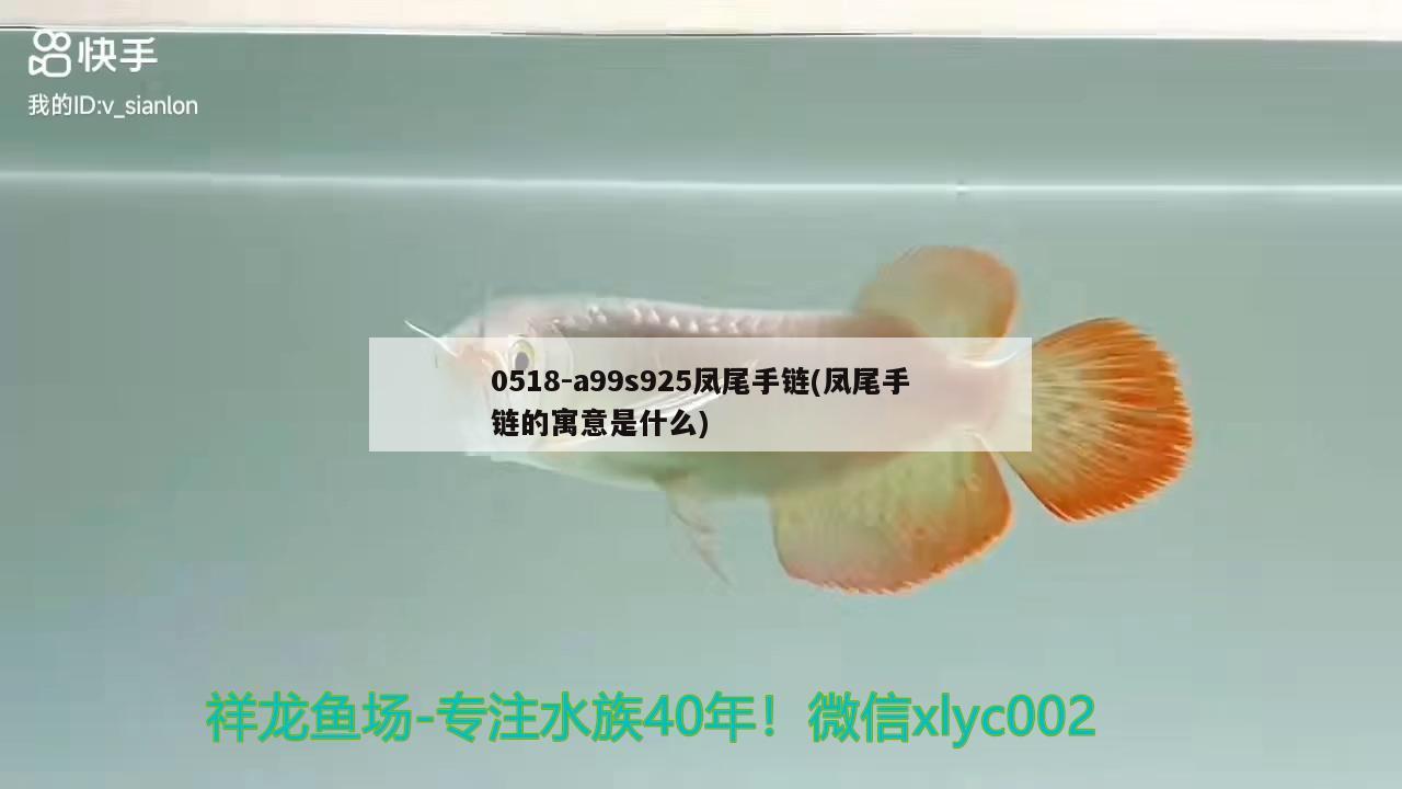 0518-a99s925鳳尾手鏈(鳳尾手鏈的寓意是什么) 觀賞魚