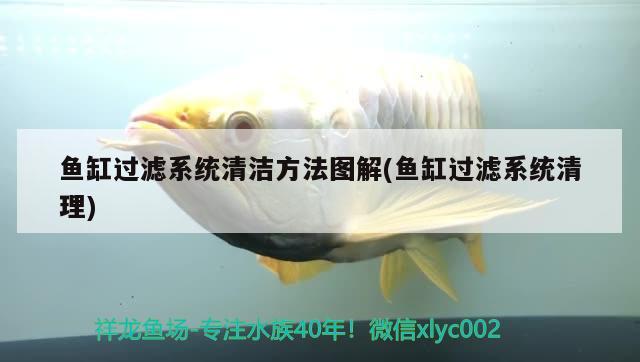 魚(yú)缸過(guò)濾系統(tǒng)清潔方法圖解(魚(yú)缸過(guò)濾系統(tǒng)清理)