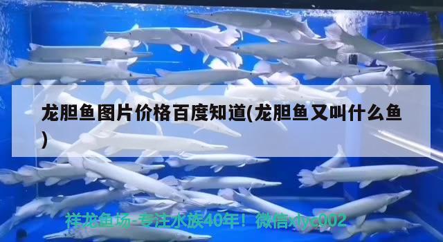 龍膽魚圖片價(jià)格百度知道(龍膽魚又叫什么魚) 觀賞魚