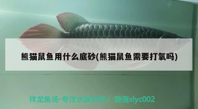 熊貓鼠魚用什么底砂(熊貓鼠魚需要打氧嗎)