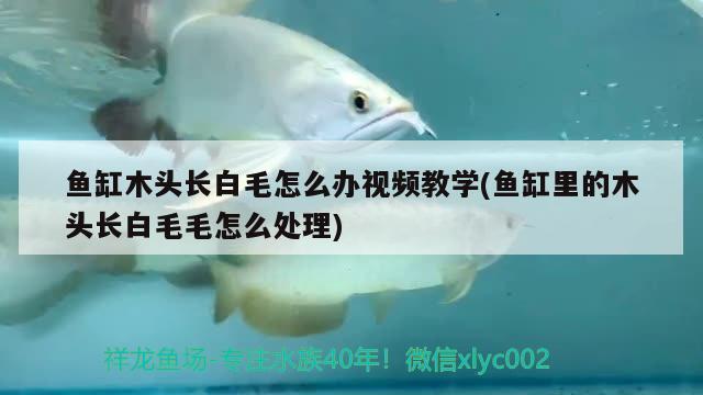 魚缸木頭長白毛怎么辦視頻教學(魚缸里的木頭長白毛毛怎么處理)