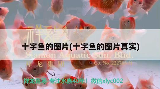 十字魚的圖片(十字魚的圖片真實(shí))