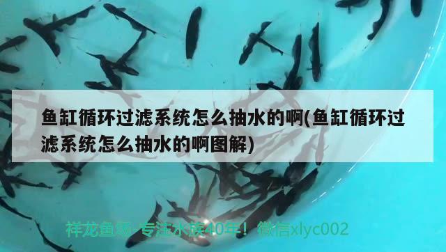 魚缸循環(huán)過(guò)濾系統(tǒng)怎么抽水的啊(魚缸循環(huán)過(guò)濾系統(tǒng)怎么抽水的啊圖解) 眼斑魚