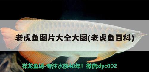 老虎魚(yú)圖片大全大圖(老虎魚(yú)百科) 虎魚(yú)百科