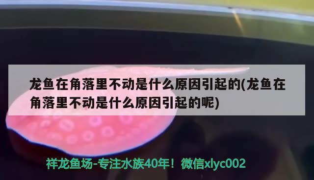 龍魚在角落里不動是什么原因引起的(龍魚在角落里不動是什么原因引起的呢)