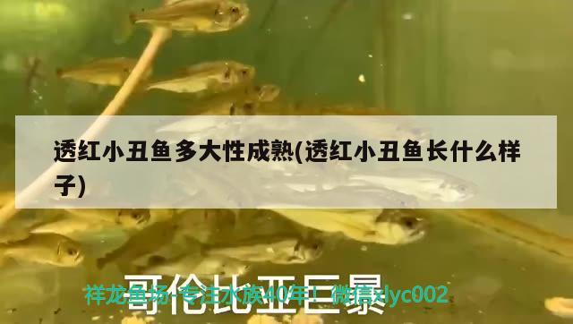 透紅小丑魚多大性成熟(透紅小丑魚長什么樣子) 海水魚