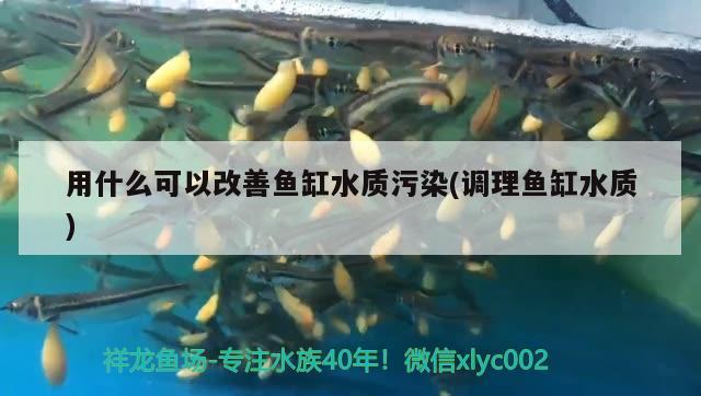 用什么可以改善魚缸水質(zhì)污染(調(diào)理魚缸水質(zhì)) 撒旦鴨嘴魚