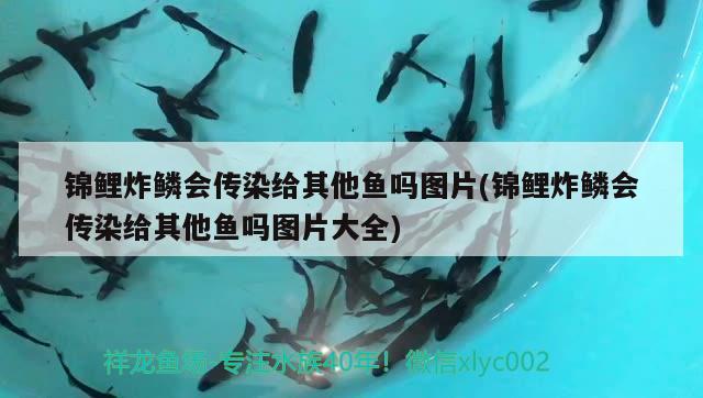 錦鯉炸鱗會(huì)傳染給其他魚嗎圖片(錦鯉炸鱗會(huì)傳染給其他魚嗎圖片大全) 觀賞魚