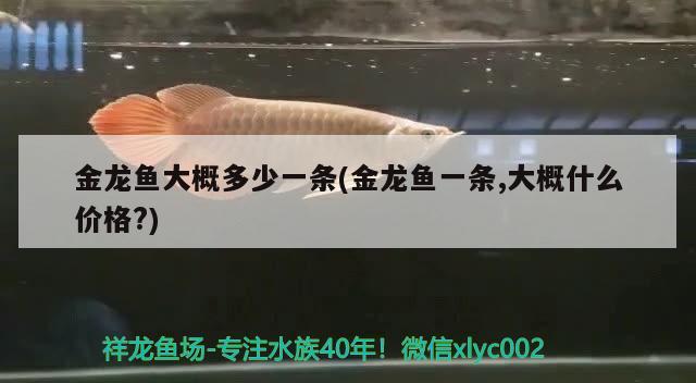 金龍魚大概多少一條(金龍魚一條,大概什么價(jià)格?) 觀賞魚