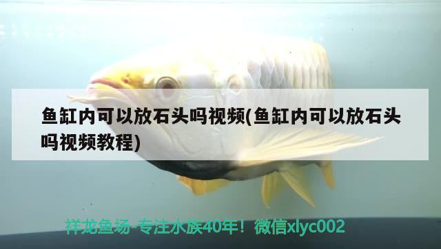 魚(yú)缸內(nèi)可以放石頭嗎視頻(魚(yú)缸內(nèi)可以放石頭嗎視頻教程)