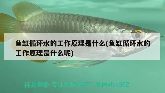 魚缸循環(huán)水的工作原理是什么(魚缸循環(huán)水的工作原理是什么呢)