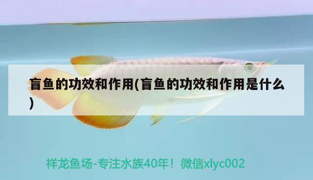 盲魚的功效和作用(盲魚的功效和作用是什么)