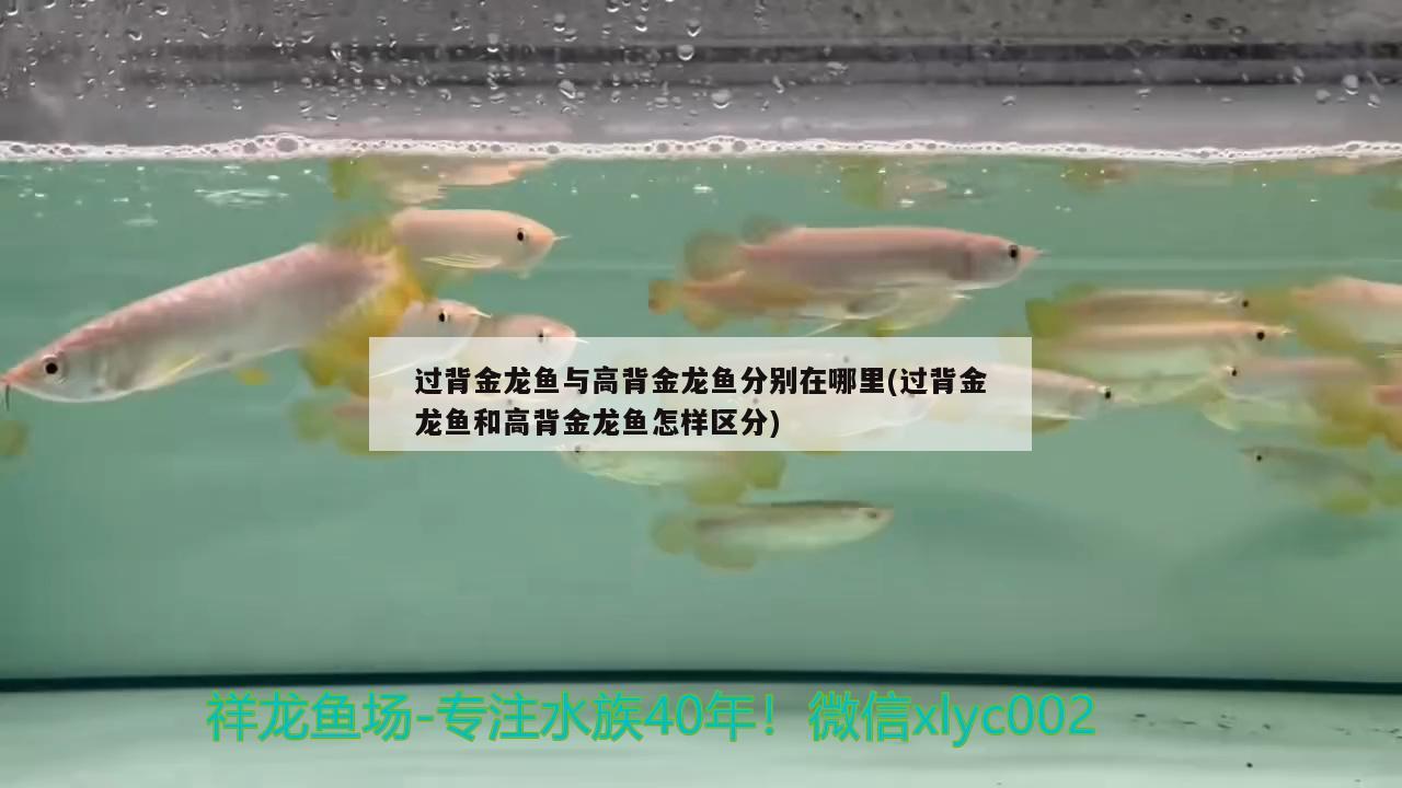 過背金龍魚與高背金龍魚分別在哪里(過背金龍魚和高背金龍魚怎樣區(qū)分) 高背金龍魚