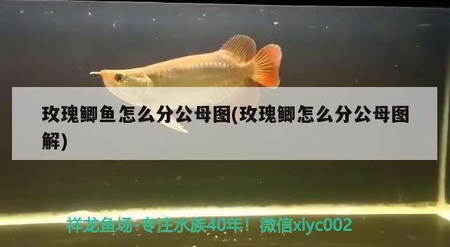 玫瑰鯽魚怎么分公母圖(玫瑰鯽怎么分公母圖解) 觀賞魚 第2張