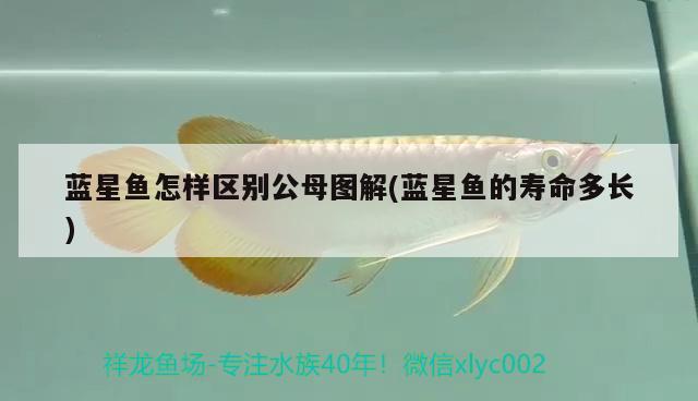 藍(lán)星魚(yú)怎樣區(qū)別公母圖解(藍(lán)星魚(yú)的壽命多長(zhǎng)) 觀賞魚(yú)