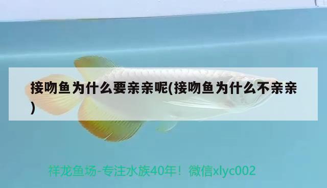 接吻魚(yú)為什么要親親呢(接吻魚(yú)為什么不親親)