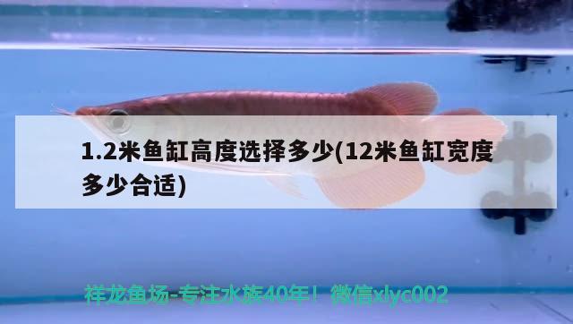 1.2米魚缸高度選擇多少(12米魚缸寬度多少合適)