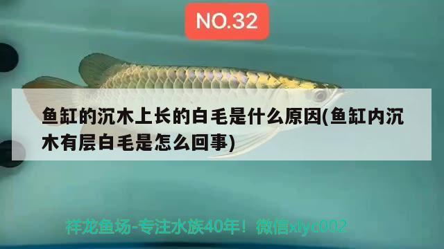 魚缸的沉木上長的白毛是什么原因(魚缸內(nèi)沉木有層白毛是怎么回事)