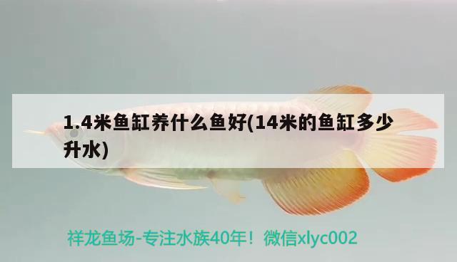 1.4米魚缸養(yǎng)什么魚好(14米的魚缸多少升水) 祥龍藍珀金龍魚