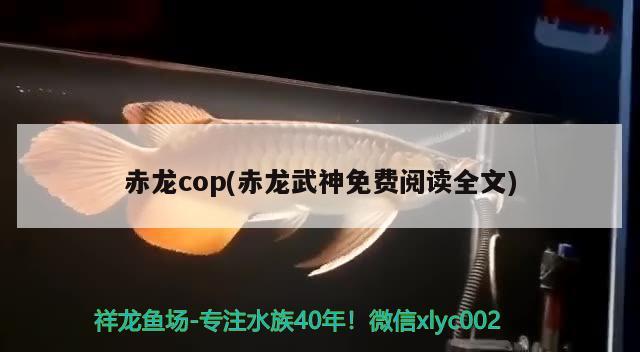 赤龍cop(赤龍武神免費閱讀全文)