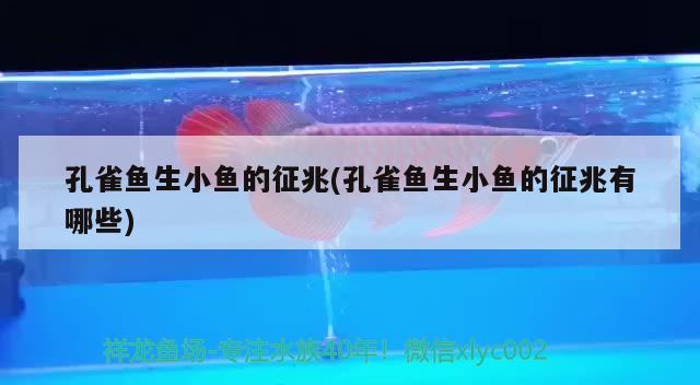 孔雀魚生小魚的征兆(孔雀魚生小魚的征兆有哪些)