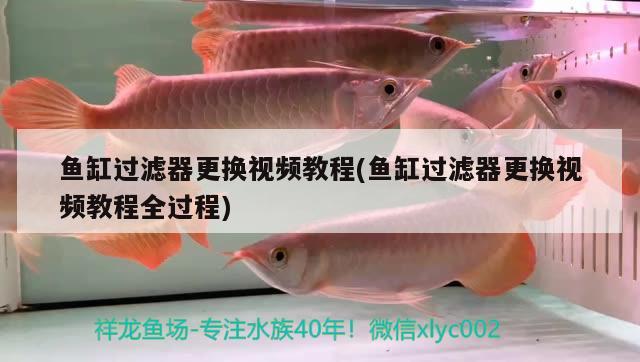 魚缸過濾器更換視頻教程(魚缸過濾器更換視頻教程全過程)