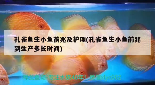 孔雀魚生小魚前兆及護(hù)理(孔雀魚生小魚前兆到生產(chǎn)多長時(shí)間)