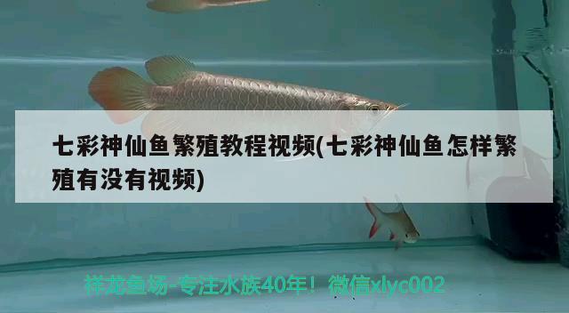 七彩神仙魚繁殖教程視頻(七彩神仙魚怎樣繁殖有沒有視頻) 七彩神仙魚