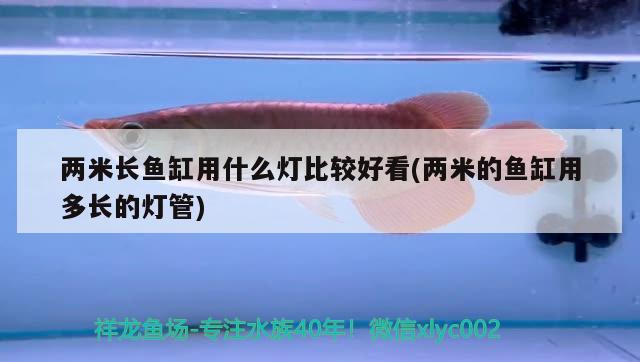 兩米長魚缸用什么燈比較好看(兩米的魚缸用多長的燈管) 黃金夢幻雷龍魚