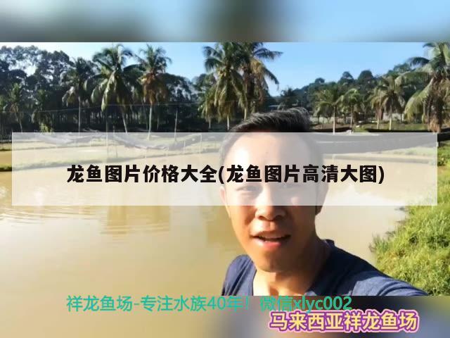 龍魚圖片價格大全(龍魚圖片高清大圖)